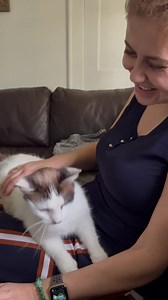 Our adoptable Snowshoe girl Diamond is definitely a lap cat. She enjoys being with humans and is very sweet natured . Come meet her this weekend 12-5 PM or email us at saveacat@comcast.net if you are interested in adopting her =^..^= #lapcat #snowshoesiamese #sapcr | Save A Purrfect Cat Rescue