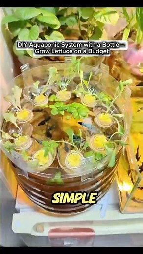 DIY Aquaponic System with a Bottle – Grow Lettuce on a Budget