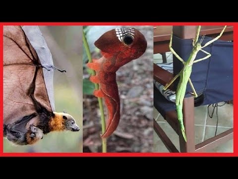 13 Proofs That Monsters Exist — and They Live in Australia