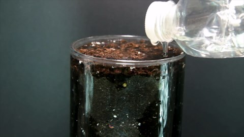 Growing coriander cilantro time lapse - seed to flower (85 days)