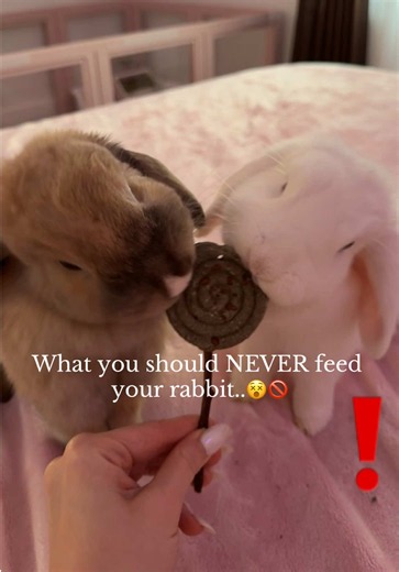 Foods You Should Never Feed Your Rabbit