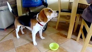Beagle discovery sparks hours of nonstop fun