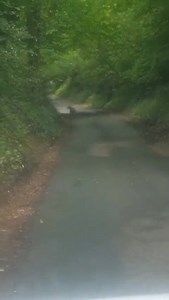 110K views · 209 reactions | Dog was on old icknield st headed towards Redditch, it then went onto storage lane then im not sure where it went when it got to the Holloway, wether it headed to Alvechurch or Downey geeen | Spotted:Redditch | Facebook