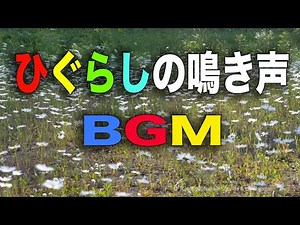 【睡眠用BGM】心身ともに癒やされるひぐらしの鳴き声 / ヒーリングBGM