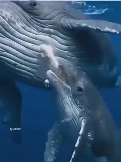 Unlike wild mammals, the baby whale cannot cling to its mother. Instead, mom sort milk directly into ocean water, but that's not ordinary milk. Whale’s milk is very rich – about 50% fat – which gives it the texture of a toothpaste or cream, it’s so thick and sticky that it doesn’t dissolve in seawater, allowing the little one to swallow it without losing a drop. This brilliant adaptation ensures food reaches the baby safely even in the vast and moving ocean, the mother precisely identifies her b