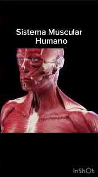 Sistema óseo, muscular, interacción musco esquelético