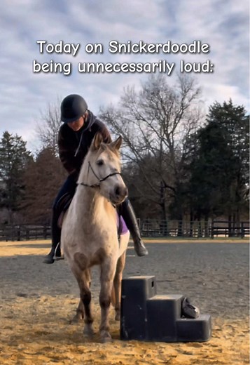 Chincoteague Pony Adventures: A Charming Ride Experience