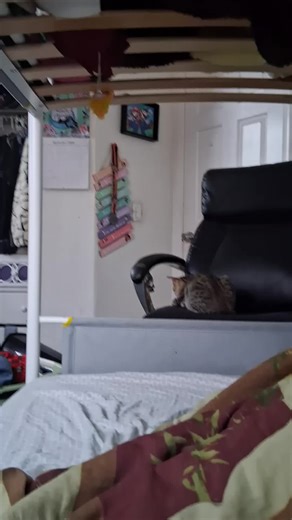 Funny Scary Cat Moments Caught on Camera