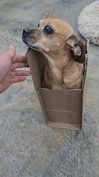 Minion and the perfect box #theoneandonlyminion #ififitsisits #narrowayhomestead #dogbed