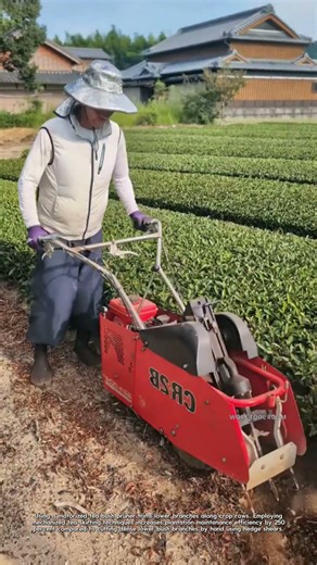 Tea Plantation Maintenance: Farmer Uses Walk-Behind Skirting Machine in Field