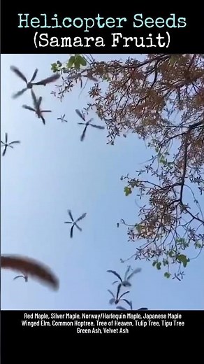 Samara fruit, also known as helicopter seeds (benih "helikopter")