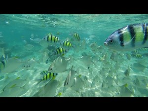 Hikkaduwa CORAL REEF Best SNORKELING Place in SRI LANKA🇱🇰