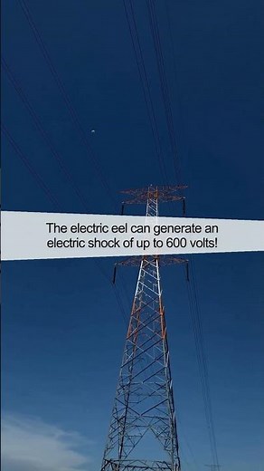 Unbelievable Fish Fact: The Electric Eel Revealed!