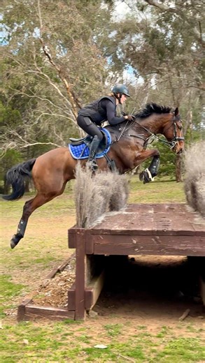 Jack catching some serious air ✈️🔥💫 Feeling pumped for his first official 1* at Sydney Spring Classic 💕 Decked out in @ladygodivaequestrian Shop with my code SKYE10 - Black Poise Contour Breeches - Black Seamless Performance Base-layer - Black Elastic Stirrup Belt - Pro Rider Comfort Gloves - Deluxe satin jump saddle pad - ROM breastplate - Black Pro Overreach Boots @sesansw @sydneyeventingsiec @equimillionevent #SESAAthlete #thoroughbred #ottb #horselove #equestrian #crosscountryhorse | Skye
