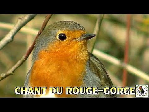 Chant du Rougegorge familier et gazouillis