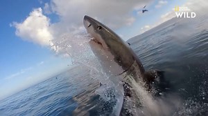 61K views · 1.5K reactions | Les attaques de grand requin blanc hors de l'eau sont les plus spectaculaires car elles concentrent vitesse, force et précision. | Nat Geo Wild France | Facebook