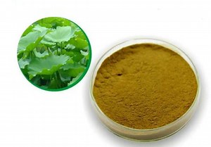 [Hot Item] Lotus Leaf Extract Powder