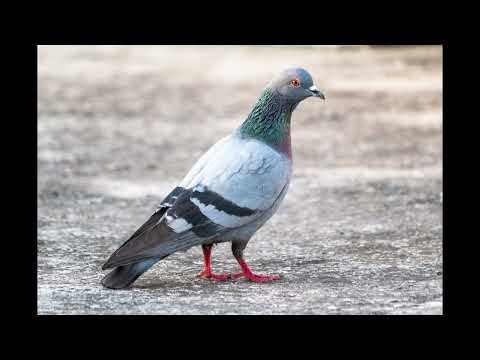 50 fascinating fast facts about columbidae