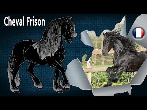 Cheval Frison, des chevaux qui sont au patrimoine culturel des Pays Bas, Races de chevaux