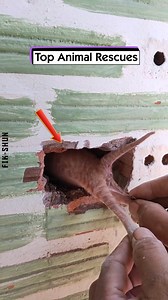 610K views · 13K reactions | Top Animal Rescues | FikShun Stegall | Facebook