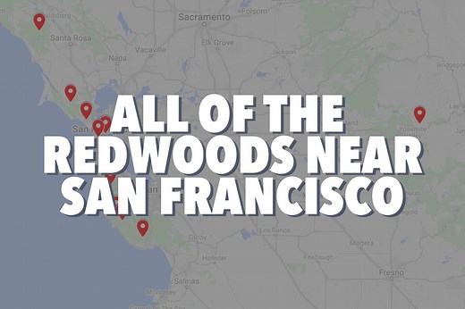 15 BEST REDWOODS NEAR SAN FRANCISCO (Rankings + Closest)
