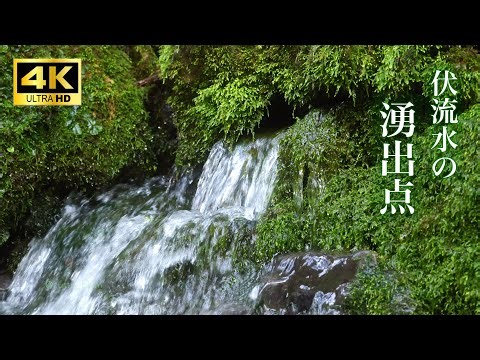伏流水の湧出点@円原川【湧き水の音】3h 4K