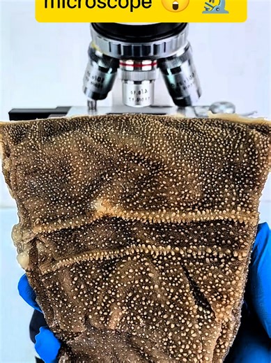 গরুর বুড়ির মাইক্রোস্কোপি পরিদর্শন