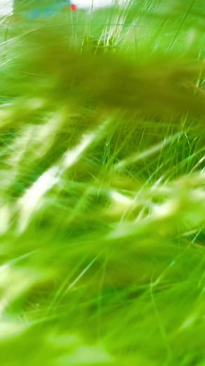 Exploring Toyota Trucks in a Scenic Rural Setting