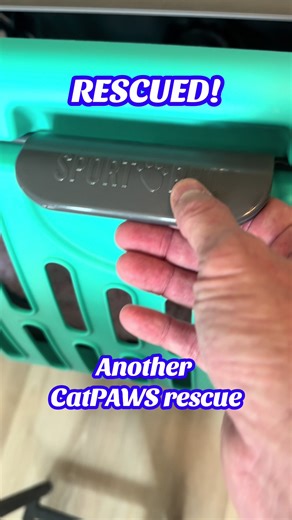 Just rescued this sweet little girl she’s kind of a Silver Tortie. She’s safe with her fosters.#catlover #catrescue #kittens