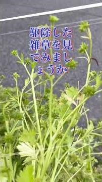 無料でゲットできる恵みは、必要な雑草を残す選択的駆除。肥料なしで育ってノンカフェインコーヒーと赤ジソがとれて、出るゴミは灰にして活用。