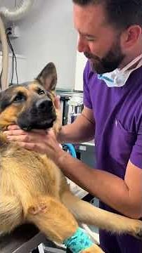Dogs after anesthesia