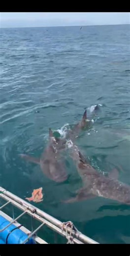 Shark Explorers on Reels