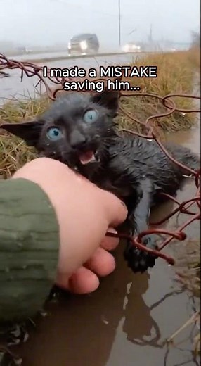 i thought he was just a sick kitten... 😳 #shorts