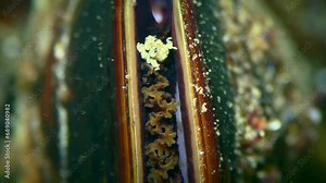 By filtering sea water, mussels (Mytilus) stick together suspended particles and release them in the form of silty lumps, extreme close-up.