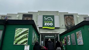 5.5K views · 17 reactions | I visited the spectacular Blackpool Zoo and danced with a gorilla.... 轢 Full story in comments  | Lancashire Post | Facebook