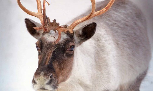 The Concerning Decline of the Reindeer Population