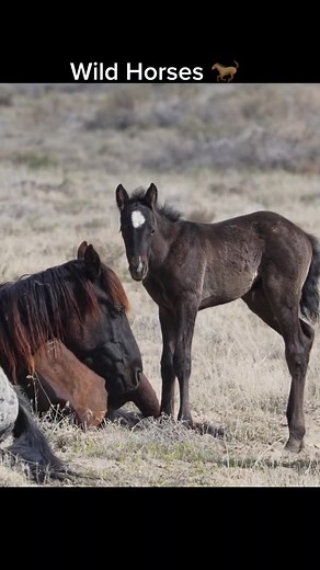 Survival of Onaqui Wild Horses in Utah Desert