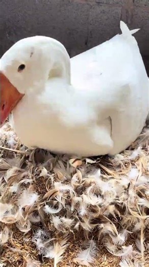 Mother Love | Duck eggs #duck #cute #funny #birds #nature #shorts #viral #trending