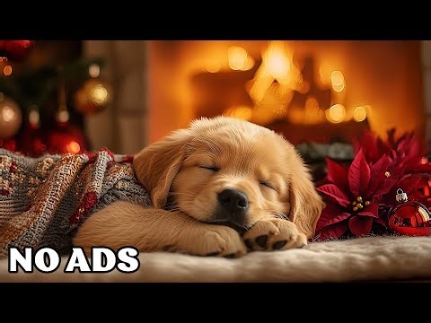 12 Hours Of Dog Calming Music 🎵 Gentle Sleep Dog Music 💖Soothing Sounds for Anxious Dogs