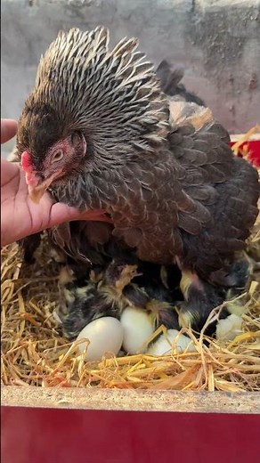 Hen Hatches Muscovy Ducklings – The Sweetest Surprise!