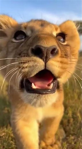 Too Close to Roar 🦁📸🔊#lioncub #closeupwildlife #tinyroar #softsqueak #cuteanimals #adorablewildlife