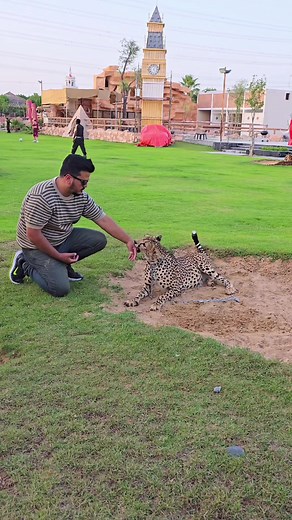 Cheetah Interaction: Man Connects with Wild Animal