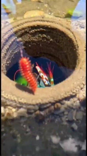 Mantis Shrimp Fireworm bait fishing low tides Hawaiian Islands extreme beach ocean sea fish species