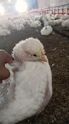 what is the cause. Tell in comments #chicken #broiler #farming #poultry #feed #birds #broilerchicken