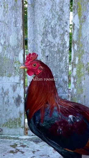 Aslan Rooster on TikTok