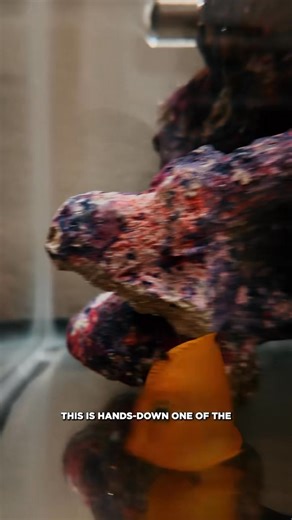 If you’re serious about your aquarium, then the Seachem Tidal 55 should be your default filtration choice. This easy to install system serves as a high-capacity, self-priming, surface-skimming, media-maximizing beast of a filter. With 3-stage customizable filtration, a clog-sensing maintenance indicator, and low bypass design, it keeps your water chemistry stable and your ecosystem thriving. Whether you’re running planted tanks or high-bioload setups, the Tidal 55 delivers performance without th