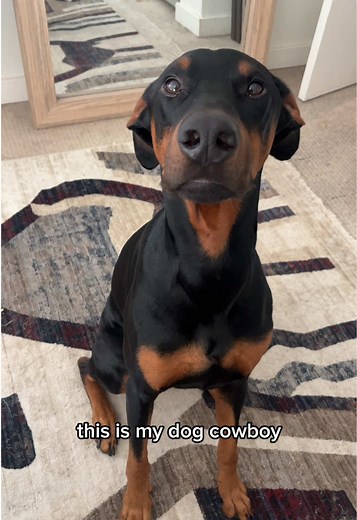 Cowboy's Preferences: Funny Doberman Dog Moments