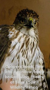 Turn up your volume! This little coopers hawk flew into a window. He's from the Dubois area. He's got a broken wing from the impact. I've got the wing set and now it's just time and feedings. You can see he wasn't exactly thrilled when I got him out of the box, lol. He's quite vocal! If you love wildlife and can help we'd be forever grateful! Please SHARE! #skyeswildlife #wildliferehab #hawk #raptor Thanks to Sue of WIN (wildlife in need) for transporting him here for care. | Skye's Spirit Wildl