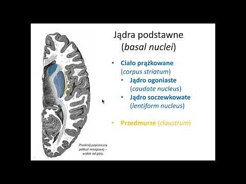 Jądra podstawne kresomózgowia (wstęp)
