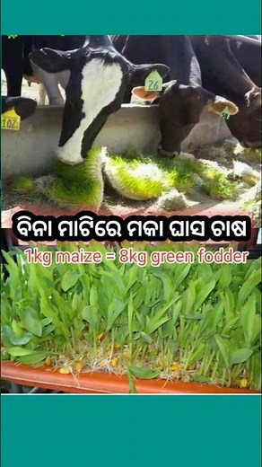 Green fodder production by hydroponic method। Maize grass for cow